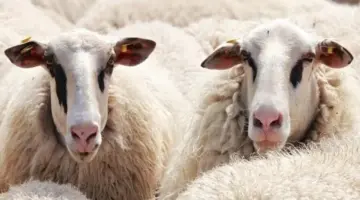 عيد الأضحى 2026.. أسعار الأضاحي اليوم في الأسواق والأسواق الموسمية